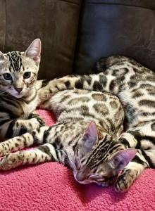 Mr Green - Bengal Kitten For Adoption - Santa Clarita, CA, US Mr Green - Bengal Kitten For Adoption - Santa Clarita, CA, US