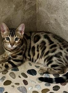 Blue Baron - Bengal Kitten For Sale - Santa Clarita, CA, US Blue Baron - Bengal Kitten For Sale - Santa Clarita, CA, US