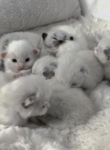 Bellas litter - Ragdoll Kitten For Sale - Charlotte, NC, US Bellas litter - Ragdoll Kitten For Sale - Charlotte, NC, US