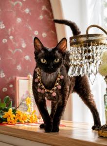 Heihei - Devon Rex Cat For Adoption - P J S&comma; NY&comma; US