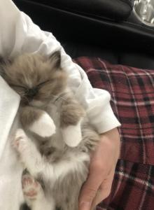 Luna - Ragdoll Kitten For Sale - Raleigh&comma; NC&comma; US
