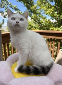 Goldie - Scottish Straight Kitten For Sale - Denver&comma; CO&comma; US