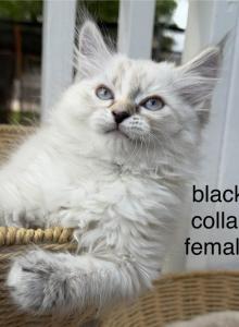 Moya and Odin - Siberian Kitten For Sale - Colorado Springs&comma; CO&comma; US