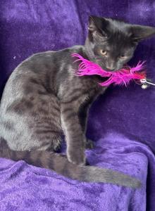 Amari - Savannah Cat For Adoption - Ellerbe&comma; NC&comma; US