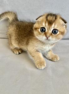 Scottish Fold Chinchilla Richard - Scottish Fold Kitten For Sale - Brooklyn&comma; NY&comma; US