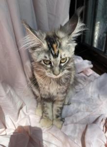Irene Litter I - Maine Coon Kitten For Sale - Munith&comma; MI&comma; US
