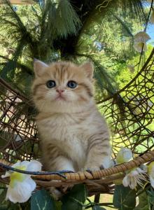 Cutie - British Shorthair Kitten For Sale - Vancouver&comma; WA&comma; US