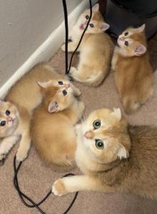 Melody - Scottish Straight Kitten For Sale - Burlington&comma; MA&comma; US