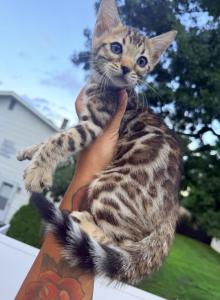 Missy Bengal kittens - Bengal Kitten For Sale - Holbrook&comma; NY&comma; US