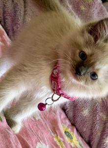 Pink - Ragdoll Kitten For Sale - New York&comma; NY&comma; US