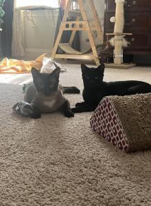 Nugget and Chai - Domestic Kitten For Adoption - Bloomingdale&comma; GA&comma; US