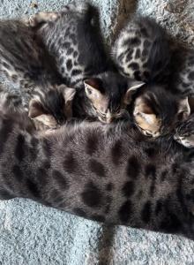 Look if the wild - Bengal Kitten For Sale - Vandalia&comma; OH&comma; US