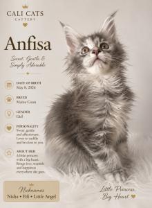 Anfisa - Maine Coon Kitten For Sale - Temecula&comma; CA&comma; US