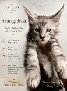 Armageddon - Maine Coon Kitten For Sale - Temecula&comma; CA&comma; US