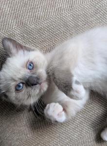 Trooper - Ragdoll Kitten For Sale - Dunnellon&comma; FL&comma; US