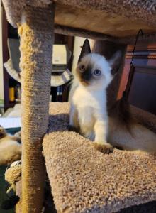 Sealpoint Female - Siamese Kitten For Sale - Willington&comma; CT&comma; US