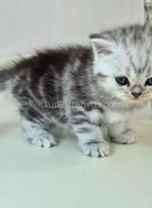 Olga butterfly tabby black silver marbled girl - American Shorthair Kitten For Sale - CA&comma; US