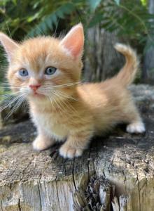 Firecracker - Munchkin Kitten For Sale - West Branch, MI, US Firecracker - Munchkin Kitten For Sale - West Branch, MI, US