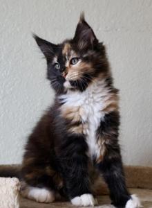 Space Litter - Maine Coon Kitten For Sale - Englewood&comma; FL&comma; US