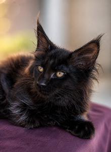 EUROPEAN BLACK   MAINE COON 4 month - Maine Coon Kitten For Sale - FL&comma; US