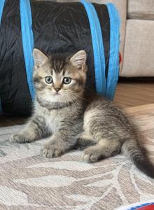 British shorthair male - British Shorthair Kitten For Sale - Shakopee&comma; MN&comma; US