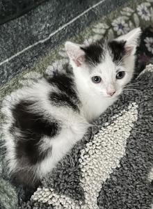 Tigger - Domestic Kitten For Sale - Ashburnham&comma; MA&comma; US