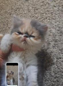 Spicy - Persian Kitten For Sale - Sumner&comma; WA&comma; US
