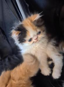 Jelly Bean - Persian Kitten For Sale - Sumner, WA, US Jelly Bean - Persian Kitten For Sale - Sumner, WA, US