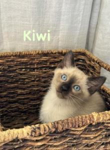 Kiwi - Siamese Kitten For Sale - CA, US Kiwi - Siamese Kitten For Sale - CA, US