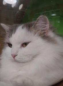 Rada perfect personality - Siberian Cat For Sale - New York, NY, US Rada perfect personality - Siberian Cat For Sale - New York, NY, US