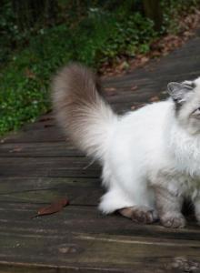 Kiara - Siberian Kitten For Sale - Milton&comma; FL&comma; US