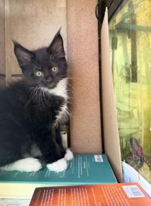 Black white - Maine Coon Kitten For Sale - Elkland&comma; MO&comma; US