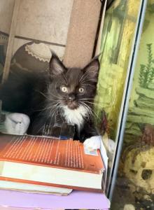 Black white - Maine Coon Kitten For Sale - Elkland&comma; MO&comma; US