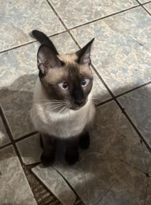 Kitten - Siamese Kitten For Sale - Middletown, CT, US Kitten - Siamese Kitten For Sale - Middletown, CT, US