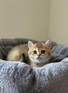 Thomas - British Shorthair Kitten For Sale - Pendergrass&comma; GA&comma; US