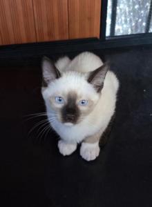 Draco - Snowshoe Kitten For Sale - Anza&comma; CA&comma; US