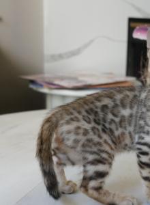 Josie's Litter - Bengal Kitten For Sale - Pleasant Hill&comma; CA&comma; US