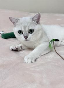 Astro - British Shorthair Cat For Sale - Las Vegas&comma; NV&comma; US