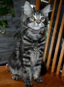 Maine Coons Ready Now TICA Registered - Maine Coon Kitten For Adoption - Pelham&comma; NH&comma; US