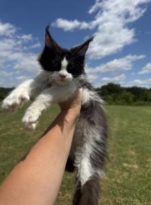 Newton polydactyl - Maine Coon Kitten For Sale - Locust Grove&comma; OK&comma; US