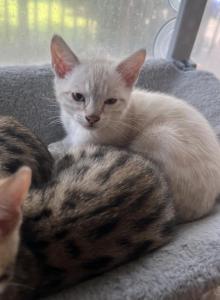 Bengal kittens - Bengal Kitten For Sale - New Lebanon&comma; OH&comma; US