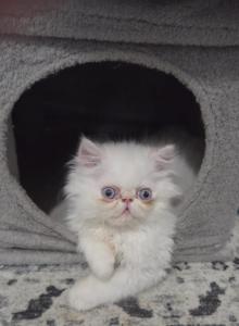 Flame Point Himalayan - Himalayan Kitten For Sale - Peculiar&comma; MO&comma; US