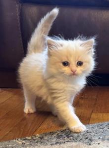 Female Ragdoll Kitten - Ragdoll Kitten For Sale - Rochester&comma; MA&comma; US