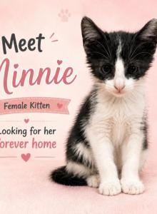 Minnie - Domestic Kitten For Sale - Walkerton&comma; IN&comma; US