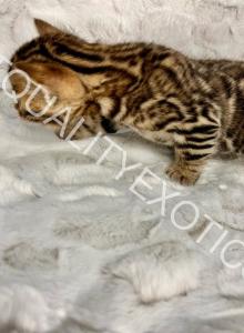 Josie TICA Bengal kitten - Bengal Kitten For Sale - Fenton&comma; MI&comma; US