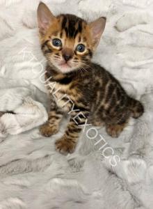 Josie jubilee TICA Bengal kittens - Bengal Kitten For Sale - Fenton&comma; MI&comma; US