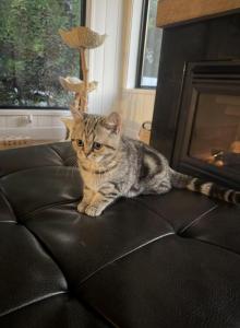 Toastys - Scottish Straight Kitten For Sale - Prior Lake&comma; MN&comma; US