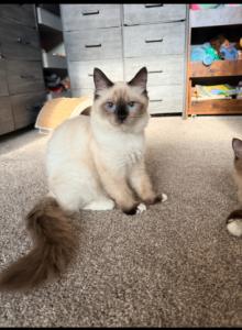 Seal Point Females - Ragdoll Kitten For Sale - Torrance&comma; CA&comma; US