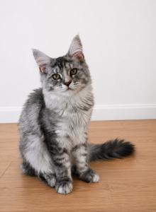 Maple - Maine Coon Kitten For Sale - Beverly Hills&comma; CA&comma; US