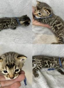 DaisysLitter - Bengal Kitten For Sale - Natchitoches&comma; LA&comma; US